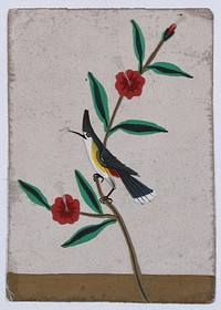 A white, yellow and grey bird perched on a flower stem. Gouache painting on mica by an Indian artist.