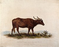 A buffalo from northern China. Coloured engraving, ca 1801.