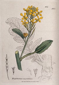 A wild radish (Raphanus maritimus): flowering stem, leaf and floral segments. Coloured engraving after J. Sowerby, 1806.