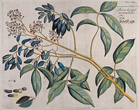 Connarus pinnatus Lam.: branch with flowers and fruit and separate sections of flowers, fruit and seeds. Coloured line engraving.