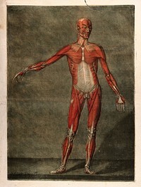 A standing écorché figure, seen from the front, showing the first layer of the muscles. Colour mezzotint by A. E. Gautier d'Agoty after himself, 1773.