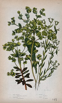 Four flowering plants, all types of spurge (Euphorbia species). Chromolithograph by W. Dickes & co., c. 1855.