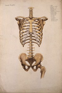 Bones of the trunk and pelvis: front view. Watercolour by J. Mongrédien, ca. 1880.
