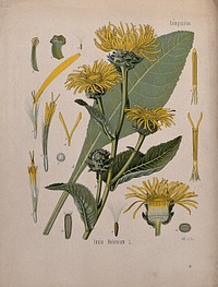 Elecampane plant (Inula helenium): flowering stem, leaf and floral segments. Chromolithograph, c. 1887, after W. Müller.
