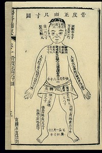 Chinese woodcut: Bone measurements - front of the body