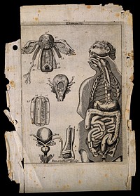 Urogenital organs: five figures, including a man with viscera, ribs, trachea etc., exposed. Line engraving by D. Hernandez after Eustachius.