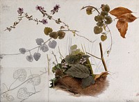 Wild thyme (Thymus praecox): flowers, stems and leaves in various pictures. Watercolour, pencil and pen drawings, 1897.