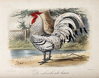 A black and white farmyard cockerel. Coloured lithograph by P W M Trap after J G Keulemans.