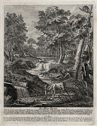 A menagerie with a stag at a watering place and foxes, hares, deer and a wild boar in the background. Etching by J.E. Ridinger.