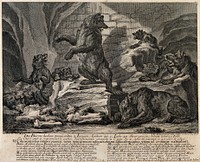 Six bears in an underground cave. Etching by J.E. Ridinger.