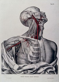 Head, neck, shoulder and chest of a dissected male écorché, with arteries and blood vessels indicated in red. Coloured lithograph by J. Roux, 1822.