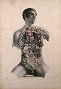 Dissection of the trunk of a seated white man showing the arteries and blood-vessels supplying the viscera of the thorax and abdomen. Coloured lithograph by J. Maclise, 1851.