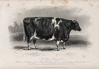 A short horned cow. Etching by E. Hacker, ca 1850, after W.H. Davis.
