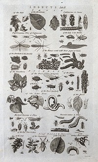 Fifteen different insects and the plants they live on. Engraving by I. Taylor.