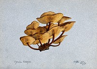 Velvet shank fungus (Flammulina velutipes) growing on wood. Watercolour, 1893.