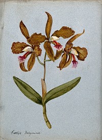 An orchid (Cattleya Duboysoniana): flowering stem. Watercolour.