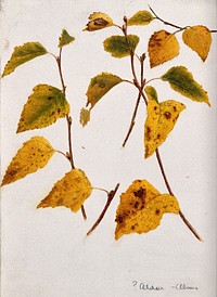 Autumn leaves of alder (Alnus species). Watercolour drawing.