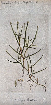 A rush (Scirpus fluitans): flowering stem and floral segments. Coloured engraving after J. Sowerby, 1794.