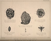 Abdominal anatomy of the horse shown with examples of gadflies: six figures showing the kidneys, bladder and large intestines of the horse and examples of a mature gadfly, with its larvae and ova. dissections of the heart, lungs, thoracic viscera, pulmonary artery and veins. Engraving by T. Cowan after B. Herring, ca. 1860.