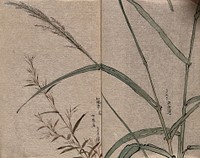 Two grass plants, one possibly a bamboo. Watercolour.