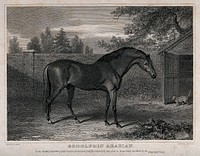The racehorse Godolphin Arabian, with a cat. Engraving by John Scott after G. Stubbs, 1820.