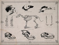 Anatomy of a dog: nine figures, showing the skeletons and skulls of different breeds of dog and including demonstrations of the administering of medicine. Lithograph, 1860/1900.