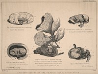 Horse foetuses: five figures showing the foetus of a horse during the gestation period, with dissections of its abdomen and stomach demonstrating the foetal circulation system. Engraving by T. Cowan after B. Herring, ca. 1860.