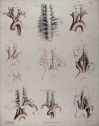 The circulatory system: dissections showing the aortic arch , arteries and blood vessels in relation to the spine and ribs, with arteries and blood vessels indicated in red. Coloured lithograph by J. Maclise, 1841/1844.
