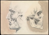 Two figures of the human head in profile: (left) écorché, (right) skull. Ink and sepia wash painting by A.V.A., 1860.