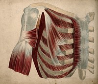 Dissection showing the muscles and bones of the chest and shoulder. Watercolour and pencil drawing, by J.C. Whishaw, 1852/1854.