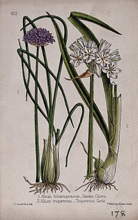 Chives (Allium schoenoprasum) and a garlic plant (Allium triquetrum): flowering stems and bulbs. Coloured lithograph by W. G. Smith, c. 1863, after himself.