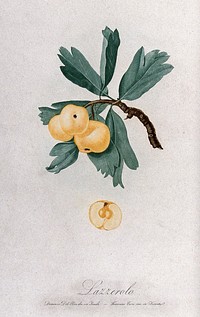 Apple (Malus species): fruiting branch with halved fruit. Colour aquatint by F. Corsi, c. 1817, after D. del Pino.