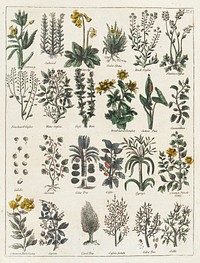 Culpeper's English physician ; and complete herbal ... Illustrated with notes and observations, critical and explanatory / By E. Sibly.