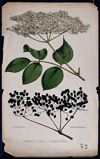 Common elder (Sambucus nigra): flowering and fruiting stems. Coloured lithograph by W. G. Smith, c. 1863, after himself.