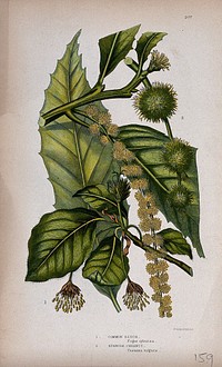 Common beech (Fagus sylvatica) and Spanish chestnut (Castanea sativa): leafy and flowering twigs. Chromolithograph by W. Dickes & co., c. 1855.