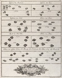 Above, a table with various animal tracks, including those of chamois, badger, fox, otter, beaver and wild cat, below, a richly decorated arabesque with an inscription. Etching by J. E. Ridinger.