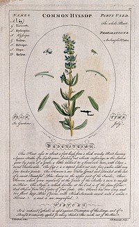 Hyssop (Hyssop officinalis L.): flowering stem with separate leaves and floral segments and a description of the plant and its uses. Coloured line engraving by C.H. Hemerich, c.1759, after T. Sheldrake.