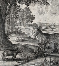 A leopard stands with one paw on a stag it has brought down and faces an approaching fox. Etching by W. Hollar for a fable by J. Ogilby.
