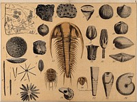 A variety of shells, cone-shells, fossils and corals. Coloured lithograph.