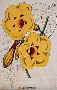 A plant (Odontadenia speciosa): flowers and leaf. Chromolithograph, c. 1870, after H. Briscoe.