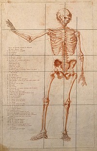 Skeleton with right arm raised, seen from the front. Crayon manner print, ca. 1790.