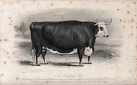 A Hereford ox. Etching by E. Hacker, ca 1850, after W.H. Davis.