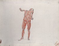 Skeletal and myologic structure of the 'Borghese Gladiator' statue, seen from behind, with a small pencil sketch of a scapula. Ink and pencil drawing by J.C. Zeller after J.G. Salvage, ca. 1833.