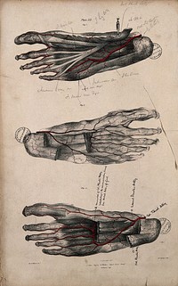 Arteries of the foot. Coloured lithograph by William Fairland, 1837, after G. Swandale after W.J.E. Wilson.