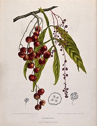 A species of the genus Lepisanthes: fruiting and flowering branch with separate numbered flowers and section of fruit. Chromolithograph by P. Depannemaeker, c.1885, after B. Hoola van Nooten.
