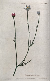 A plant (Nigella nigellastrum): flowering stem. Coloured engraving by F. Sansom, c. 1810, after S. Edwards.