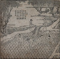 Rice cultivation: four men transplanting rice seedlings  in a paddy field, while behind them two men irrigate the field. Woodcut, 1696.