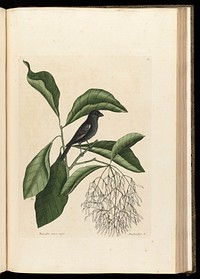 The natural history of Carolina, Florida and the Bahama Islands: containing the figures of birds, beasts, fishes, serpents, insects, and plants: particularly the forest-trees, shrubs, and other plants, not hitherto described, or very incorrectly figured by authors. Together with their descriptions in English and French. To which are added observations on the air, soil, and waters: with remarks upon agriculture, grain, pulse, roots, &c. To the whole, is prefixed a new and correct map of the countries treated of / By Mark Catesby ... Histoire naturelle de la Caroline, la Floride, & les Isles Bahama: contenant les desseins des oiseaux, animaux, poissons, serpents, insectes, & plantes. Et en particulier, des arbres des forets, arbrisseaux, & autres plantes, qui n'ont point été decrits, jusques à present par les auteurs, ou peu exactement dessinés. Avec leur descriptions en françois & en anglois. A quoi on a adjouté, des observations sur l'air, le sol, & les eaux, avec des remarques sur l'agriculture, les grains, les legumes, les racines, &c. Le tout est precedé d'une carte nouvelle & exacte des païs dont il s'agist.