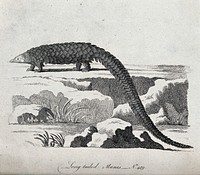 A long tailed manis (scaly ant-eater) standing on a rock. Etching.