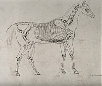 Skeleton of a horse: side view. Pen and ink drawing by G. Beaumont, 1868.